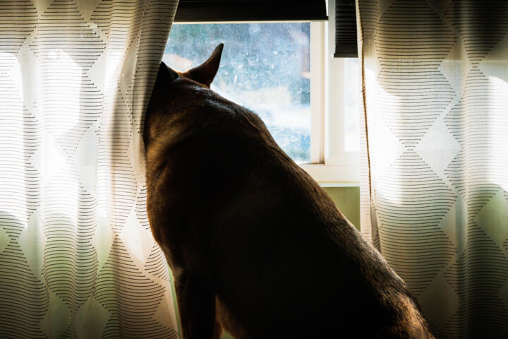 Photograph of the back of Lucy, a German Shepherd mix, looking through a window