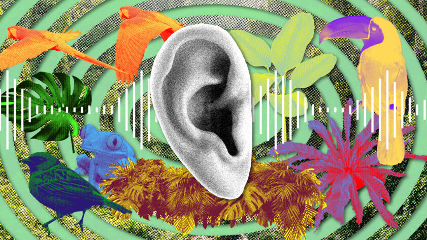Photo illustration of a black-and-white human ear surrounded by technicolor plants and rainforest animals (like parrots, a frog, and a toucan) with an audio waveform in the center