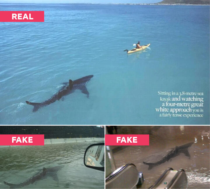 Photo collage of a real shark photo from a magazine labeled “real” and two images labeled “fake” photoshopping the shark into images of a flooded highway and a flooded subway