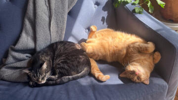 Photograph of two cats on a sofa; the gray cat is curled up and sleeping; the orange cat is on her back exposing her belly
